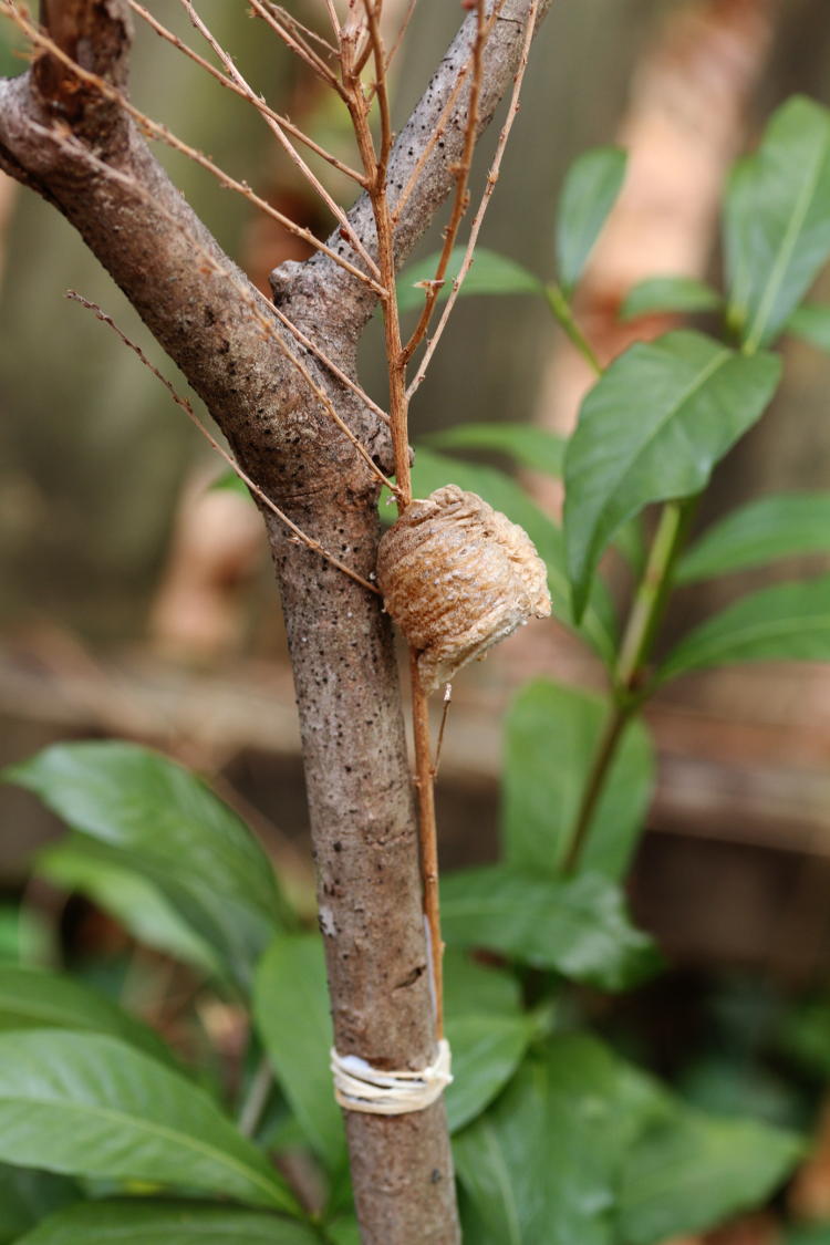 Chinese mantis Tenodera sinensis egg case ootheca mounted to branch in useful setting