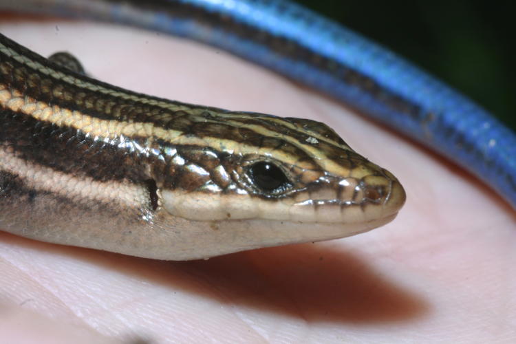 American five-lined skink Plestiodon fasciatus in author's palm