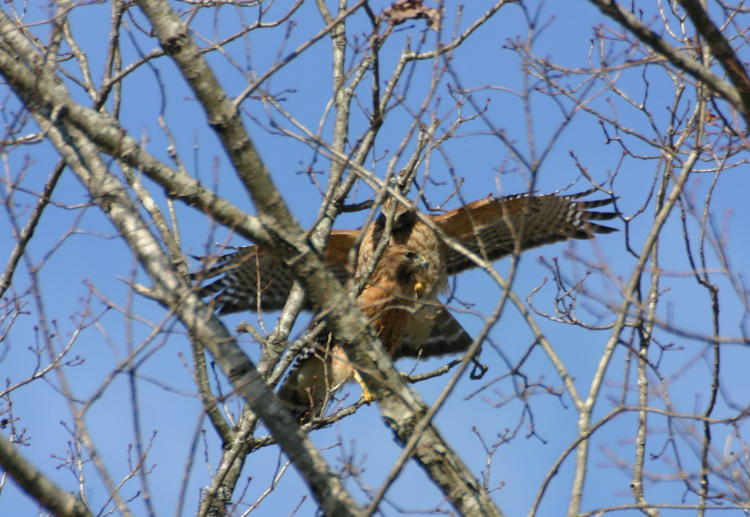 a pair of mating red-shouldered hawks Buteo lineatus in treetop