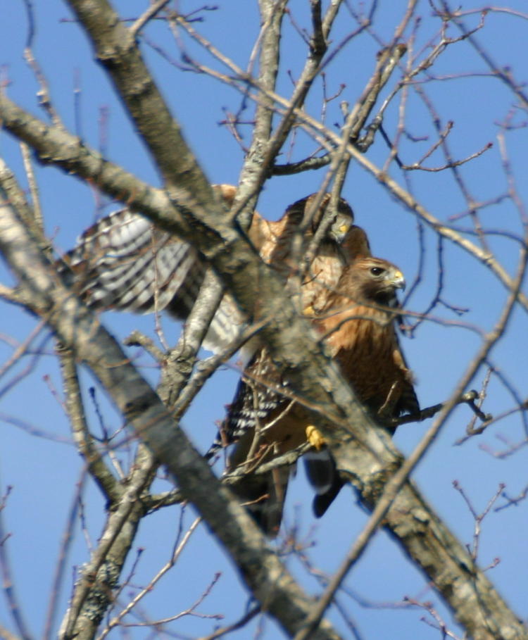 a pair of mating red-shouldered hawks Buteo lineatus in treetop