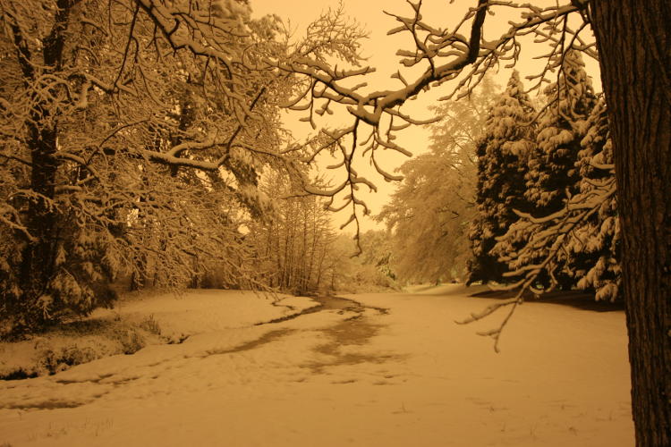 nighttime long exposure of snow blanketed woods