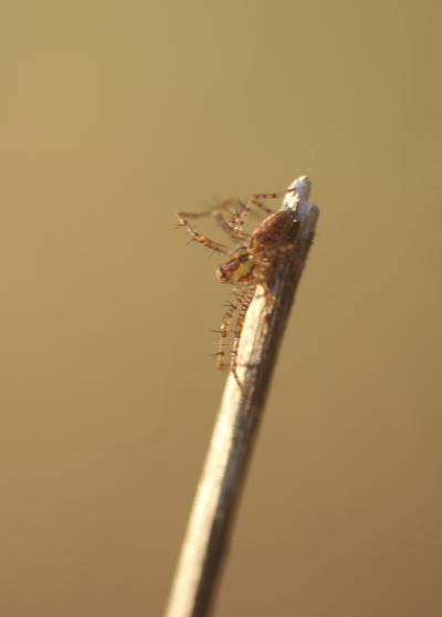 green lynx spider Peucetia viridans nymph on twig