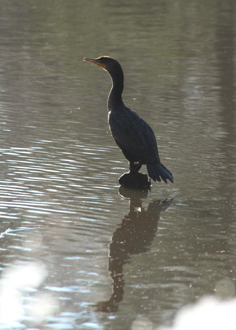 double-crested cormorant Phalacrocorax auritus perched on piling in pond