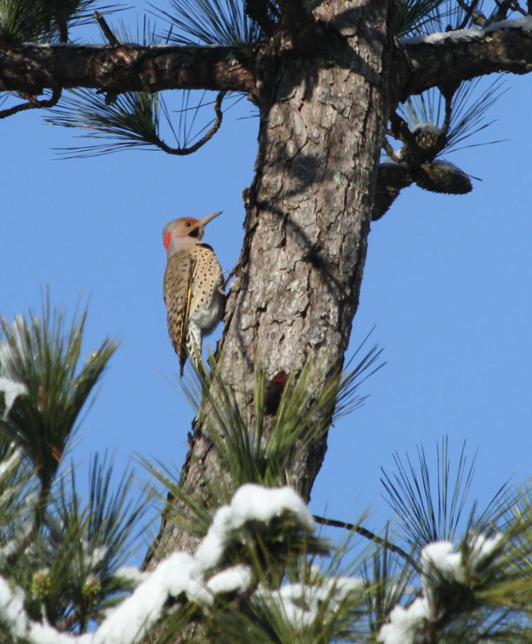 male northern flicker Colaptes auratus on pine trunk