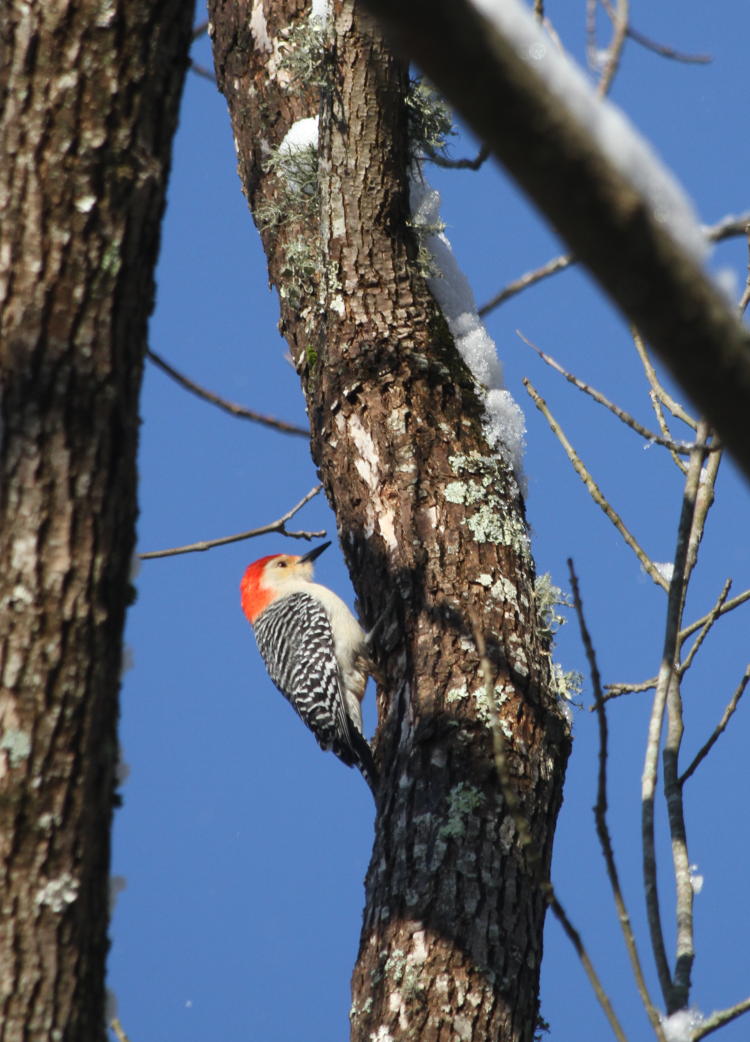 red-bellied woodpecker Melanerpes carolinus also perched on trunk