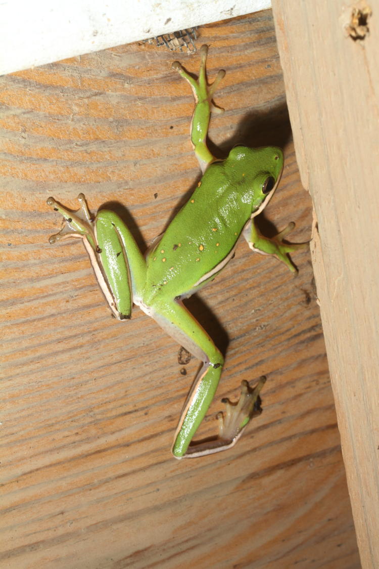 green treefrog Hyla cinerea action pose