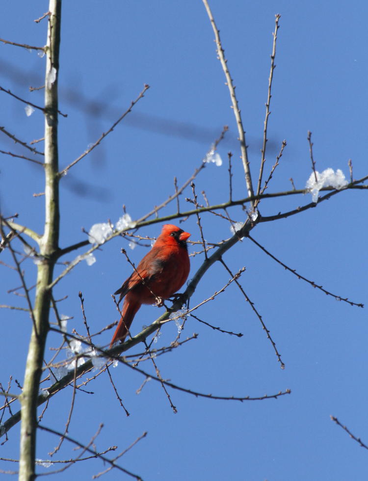 male northern cardinal Cardinalis cardinalis in bare tree with snow tufts