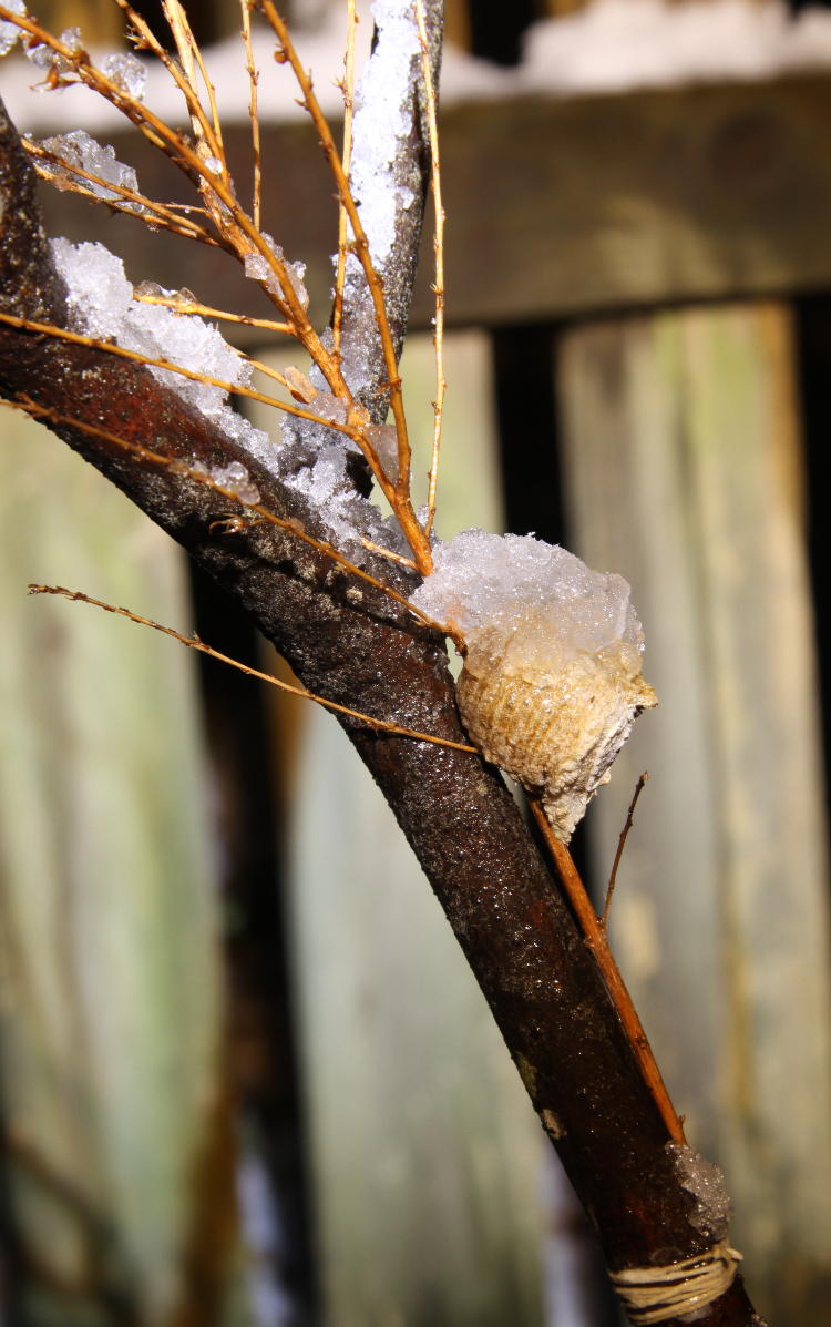 egg case ootheca of Chinese mantis Tenodera sinensis with load of melting snow atop
