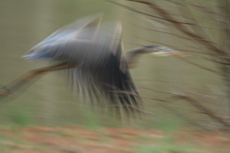 great blue heron Ardea herodias taking off in bad light