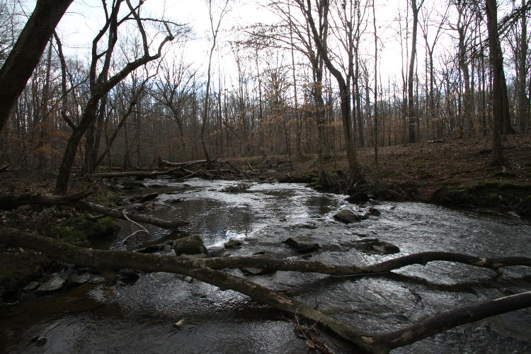 creek in overcast