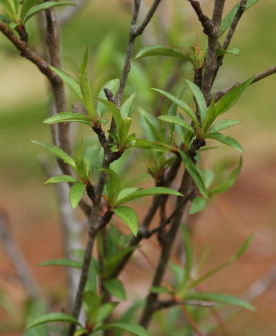 almond tree leafing out in 2020