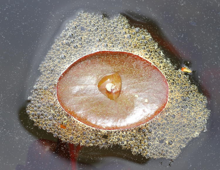 tiny lily pad surrounded by bubbles and pollen