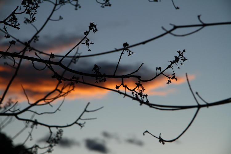 withering blossoms against sunset clouds