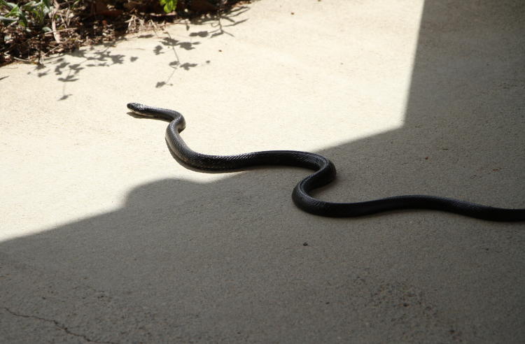 black rat snake Pantherophis obsoletus on walkway in NC Botanical Garden