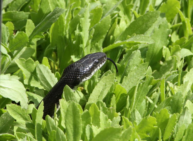 black rat snake Pantherophis obsoletus rearing from ground cover and sampling the air