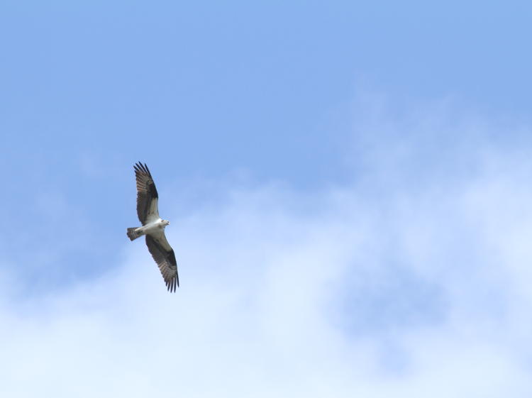 osprey Pandion haliaetus soaring against partly-coudy sky