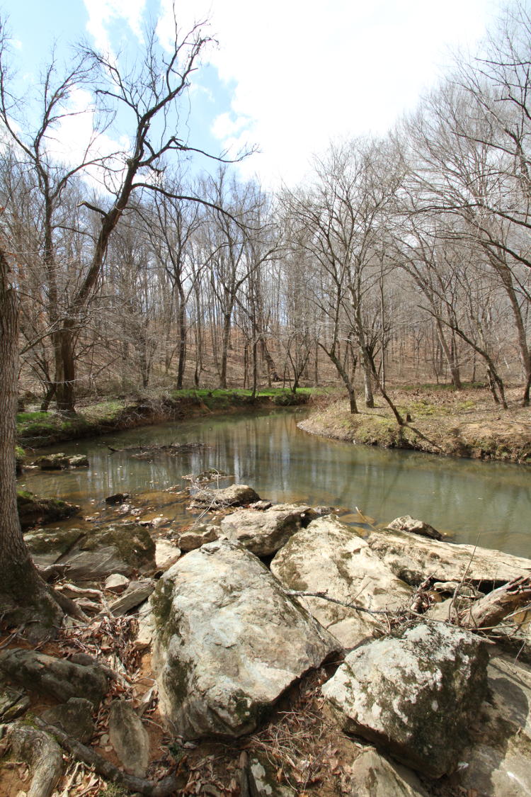 creekside in scattered sunlight