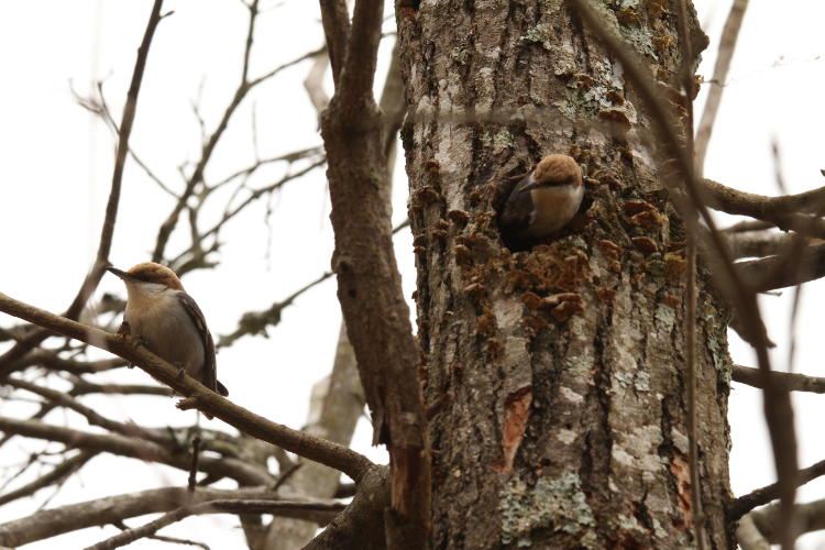 pair of brown-headed nuthatches Sitta pusilla at nest site
