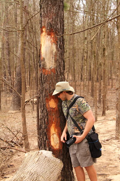 Al Bugg standing alongside damaged trees for scale