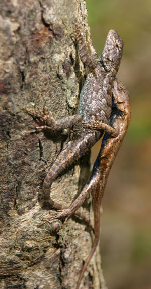 mating pair of eastern fence lizards Sceloporus undulatus