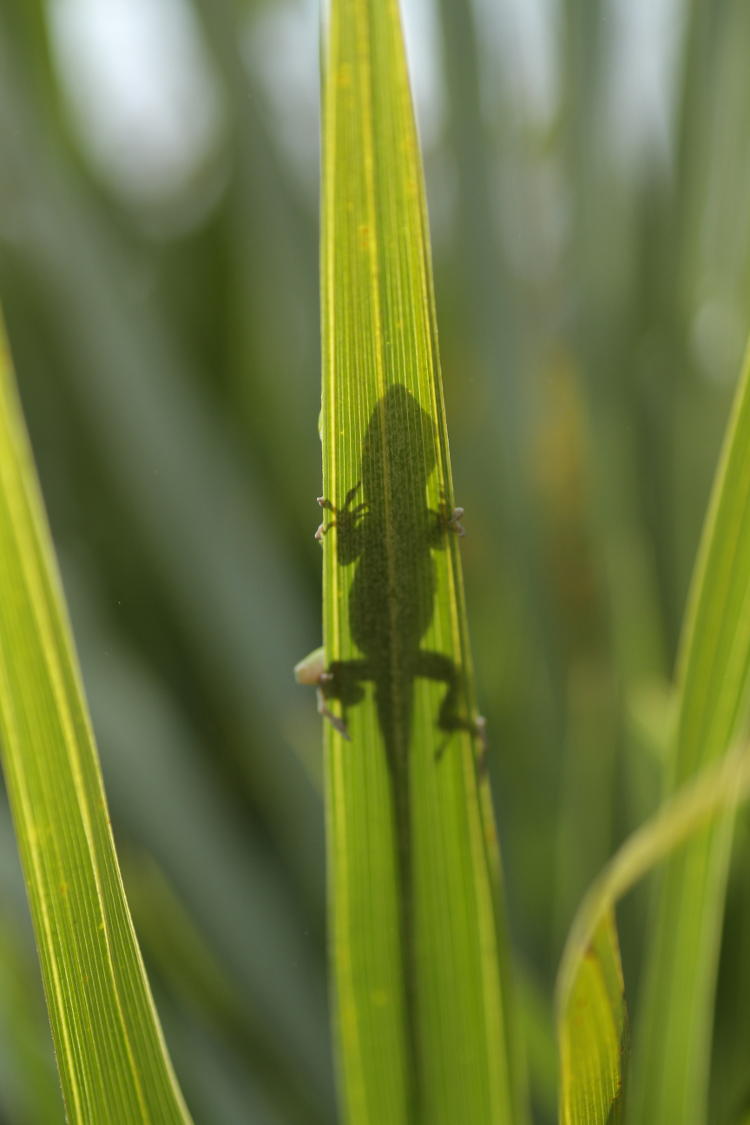 Carolina anole Anolis carolinensis showing shadow through non-palm frond