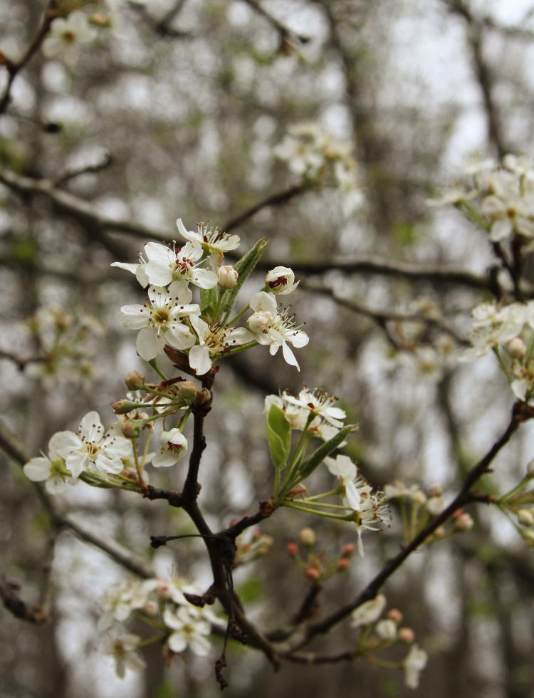 unidentified blossoming tree probably cherry