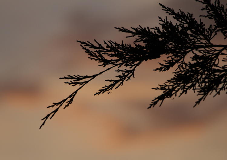tiny spider silhouetted against sunset skies from bald cypress Taxodium distichum tree