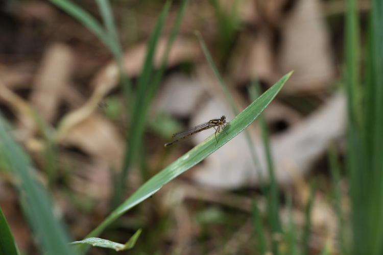 unidentified damselfly on water reed, full frame