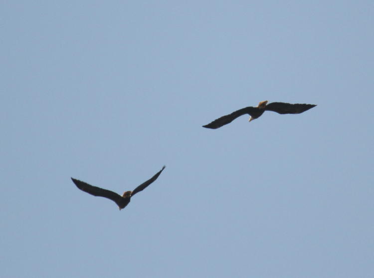 pair of adult bald eagles Haliaeetus leucocephalus departing in distance