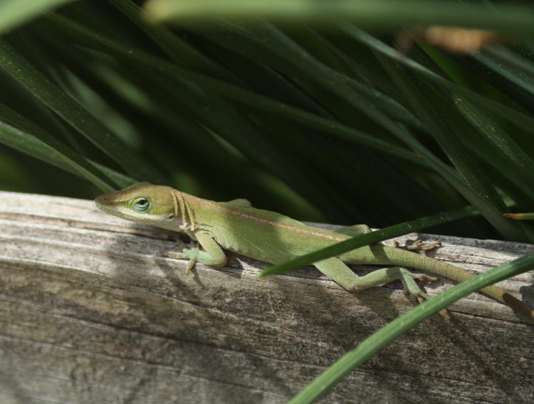 Carolna anole Anolis carolinensis on fence in NC Botanical Gardens