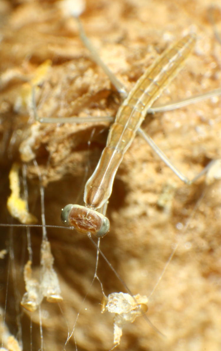 dorsal view of newborn Chinese mantis Tenodera sinensis still clambering on egg case ootheca