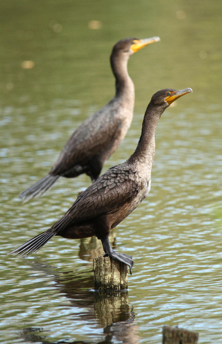 pair of double-crested cormorants Phalacrocorax auritus on pilings