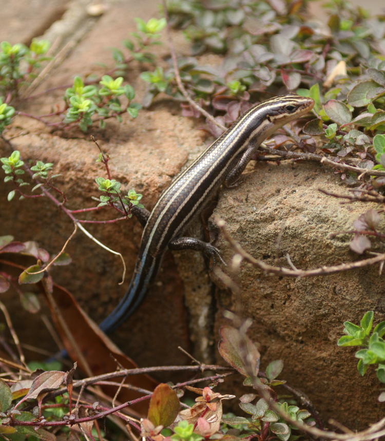 American five-lined skink Plestiodon fasciatus in herb garden