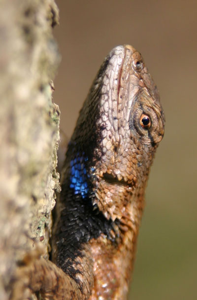 eastern fence lizard Sceloporus undulatus posed on tree showing blue scales under neck