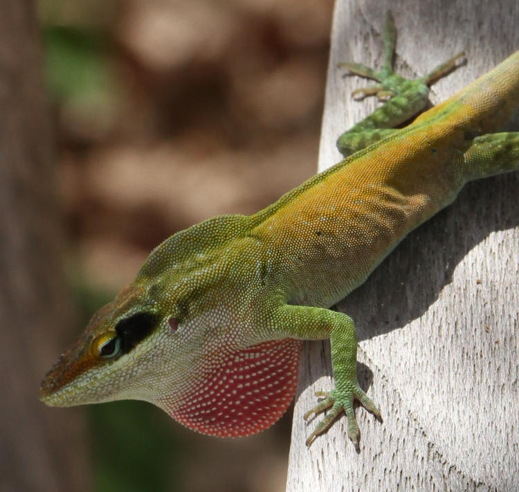 territorial display of male Carolina anole Anolis carolinensis