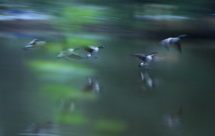 Canada geese Branta canadensis coming in for landing on pond