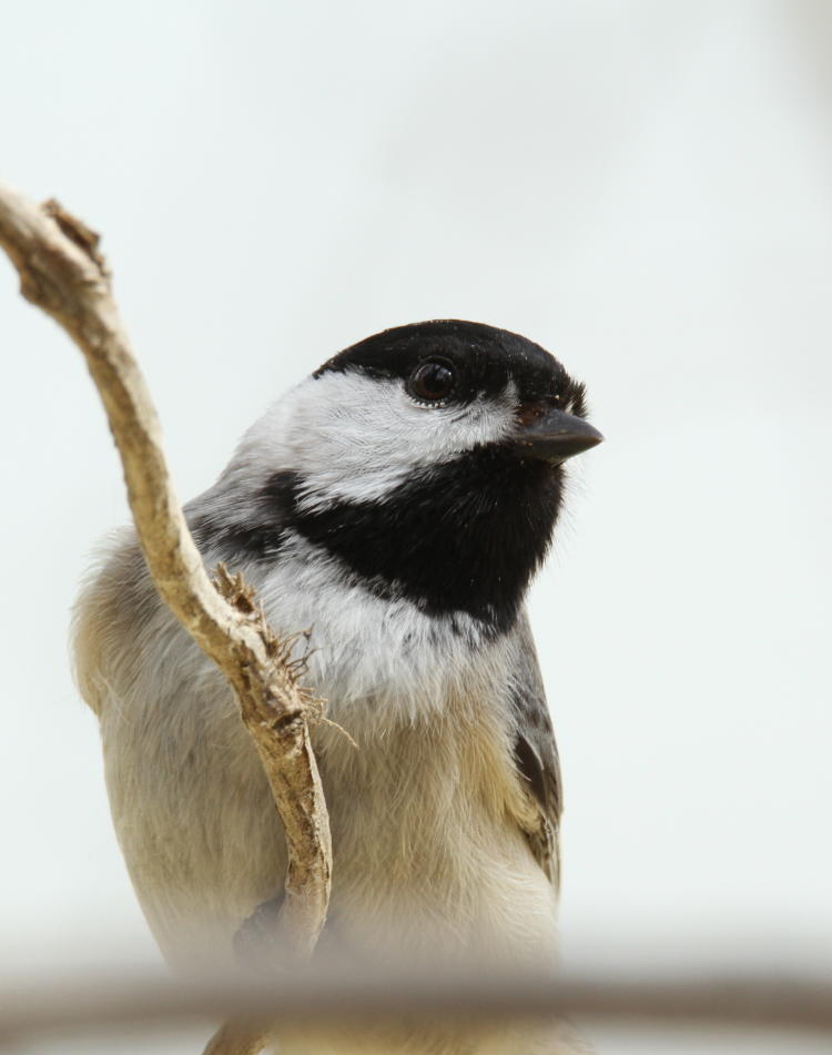 black-capped chickadee Poecile atricapillus closeup