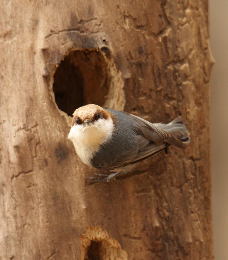 brown-headed nuthatch Sitta pusilla looking suspicious