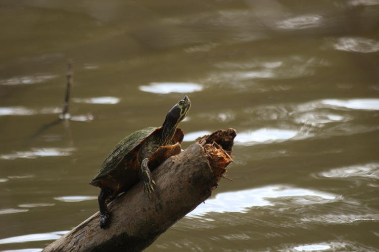 yellow-bellied slider Trachemys scripta scripta basking on stump in pond