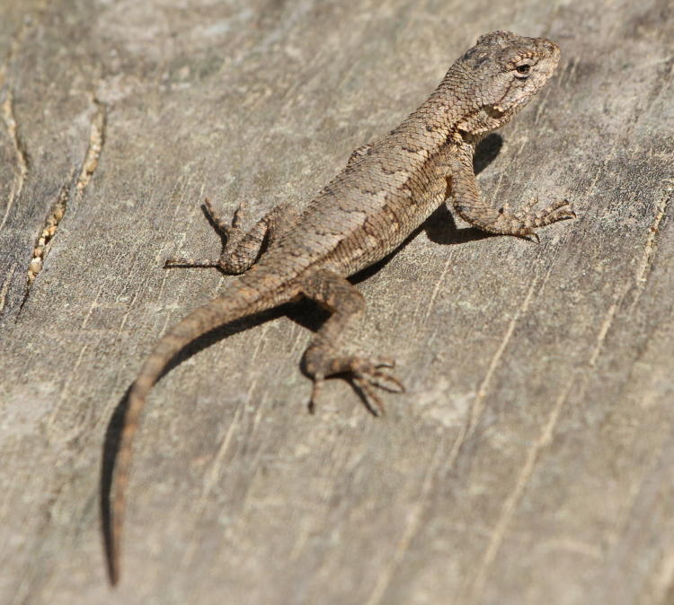 juvenile eastern fence lizard Sceloporus undulatus basking on bridge