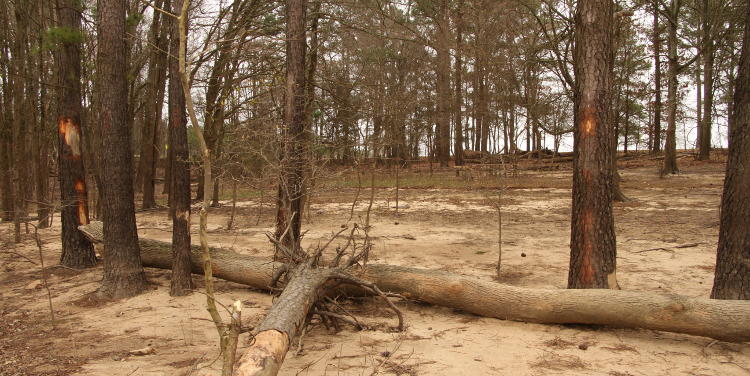 fallen trunk trapped between standing trees showing damage from rising water