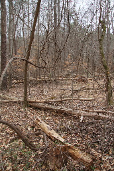 fallen trees in park area