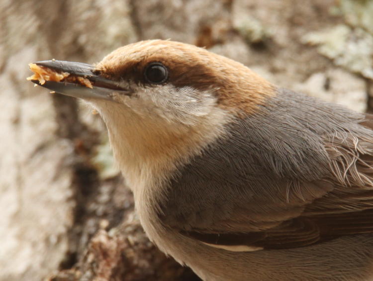 brown-headed nuthatch Sitta pusilla removing excavated material from nest hollow