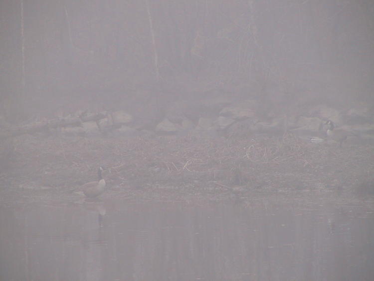 Canada geese Branta canadensis in very dense fog