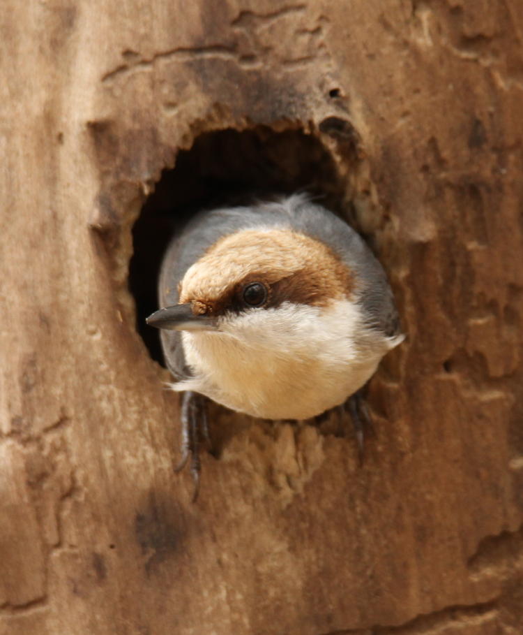 brown-headed nuthatch Sitta pusilla in nest mouth
