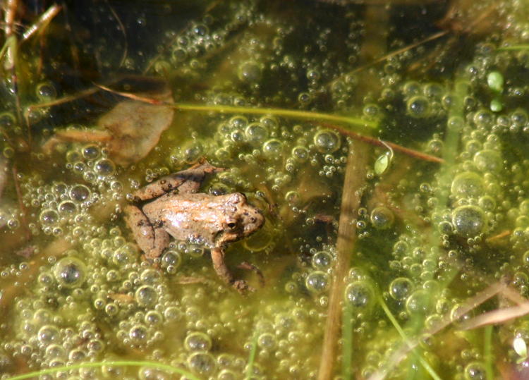 unidentified spring frog, likely a cricket frog, in algae-laden pond edge