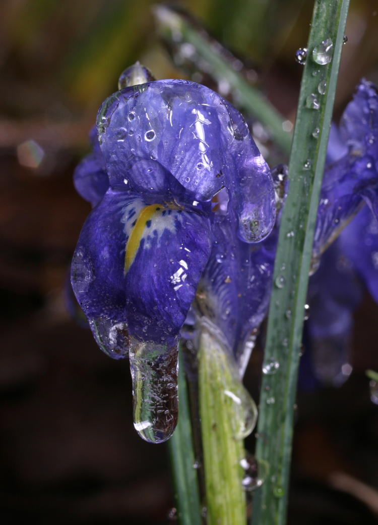 orchid encased in ice after late freezing rain storm