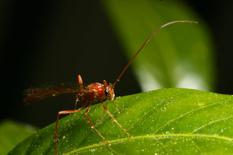 probably Short-tailed Ichneumon Wasp Ophion with pine pollen