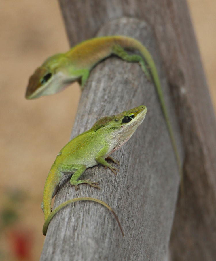 pair of Carolina anoles Anolis carolinensis in serious territorial dispute