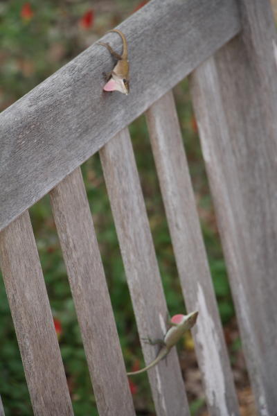 pair of Carolina anoles Anolis carolinensis simultaneously performing territorial displays